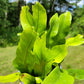 Microsorum punctatum 'Green Flame' (Dwarf Elkhorn Fern)