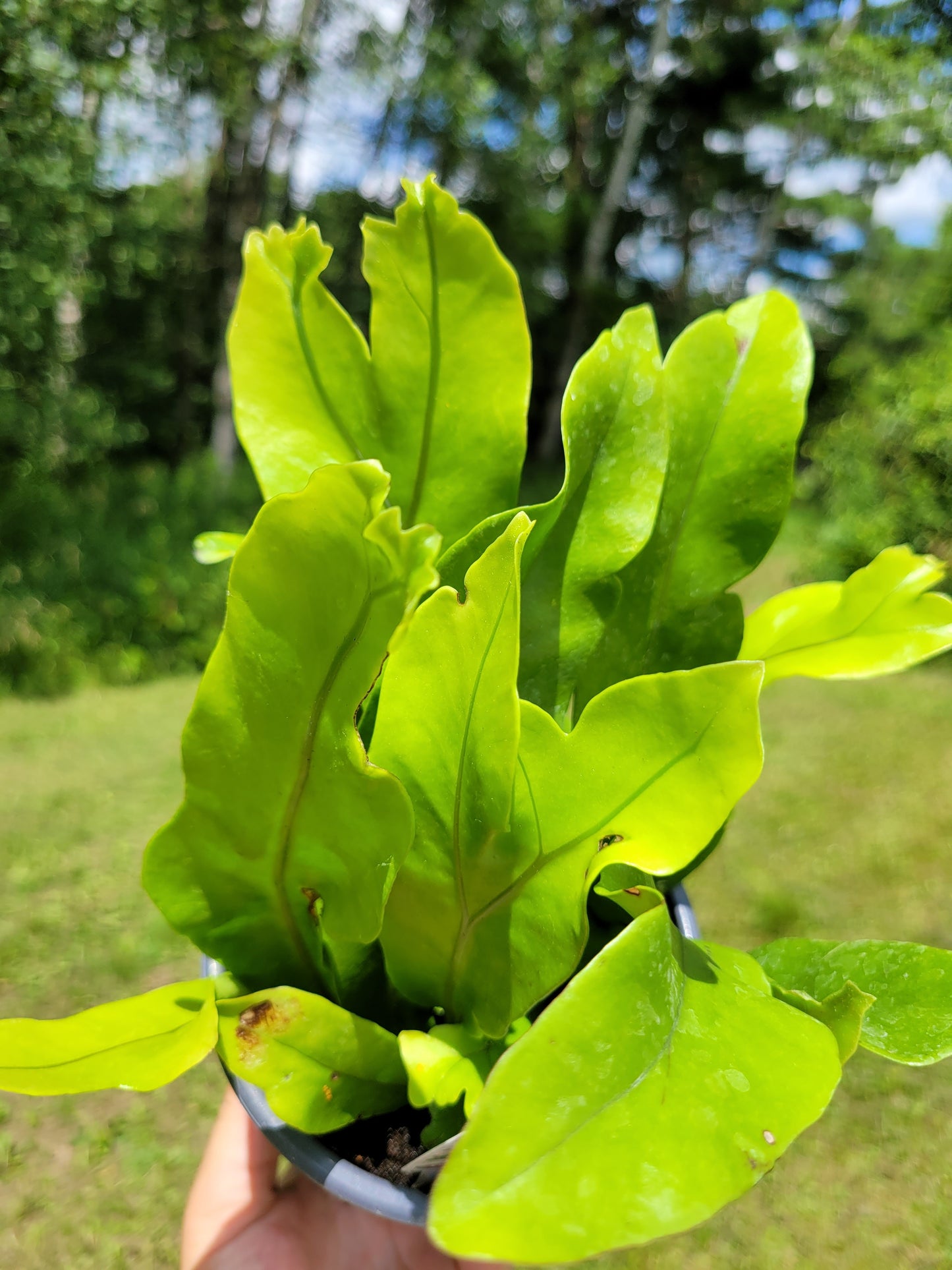 Microsorum punctatum 'Green Flame' (Dwarf Elkhorn Fern)