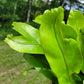 Microsorum punctatum 'Green Flame' (Dwarf Elkhorn Fern)