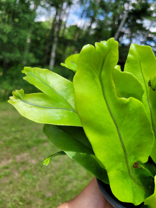 Microsorum punctatum 'Green Flame' (Dwarf Elkhorn Fern)