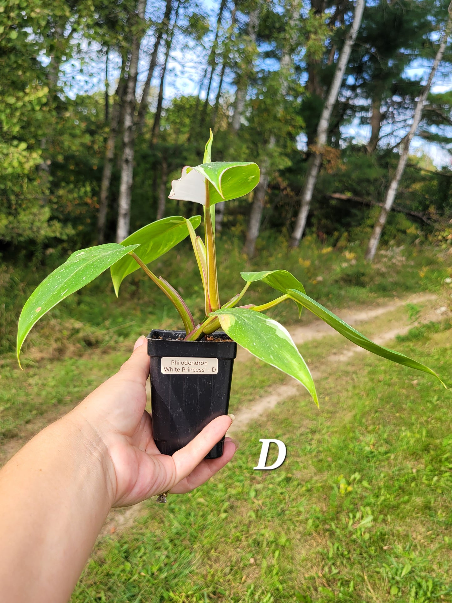 Philodendron ‘White Princess’