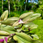 Tradescantia cerinthoides ‘Limelight’