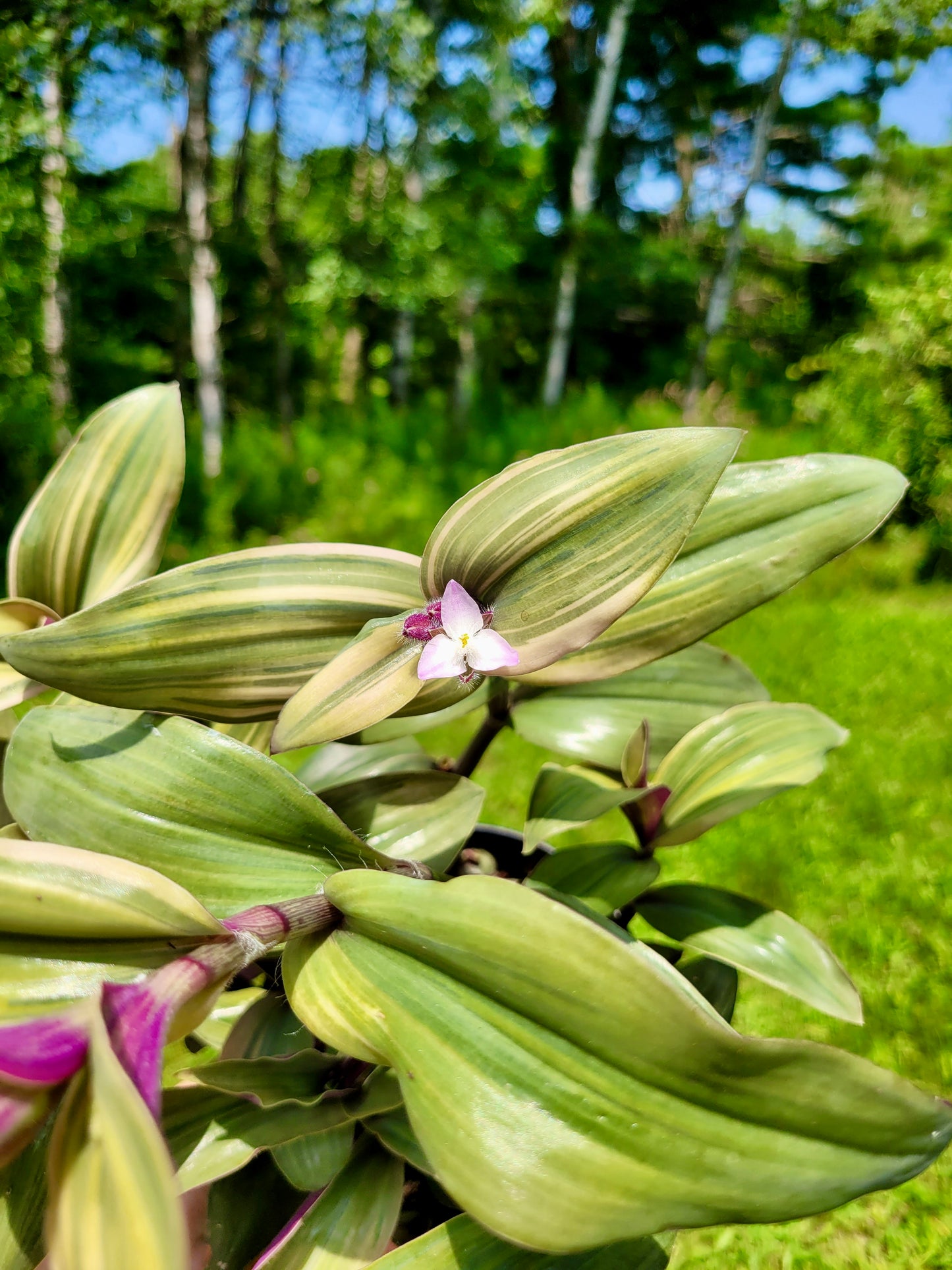 Tradescantia cerinthoides ‘Limelight’