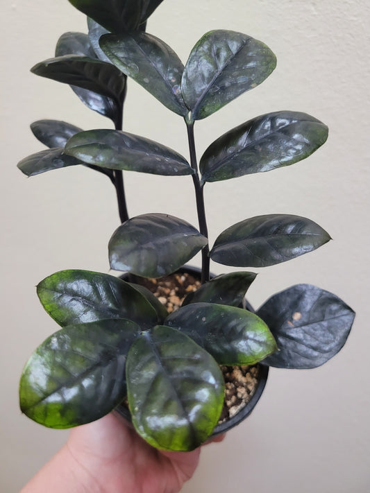 Zamioculcas zamiifolia ‘Raven’ ZZ