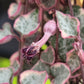 Ceriopegia linearis ‘Woodii’ (Variegated String of Hearts)