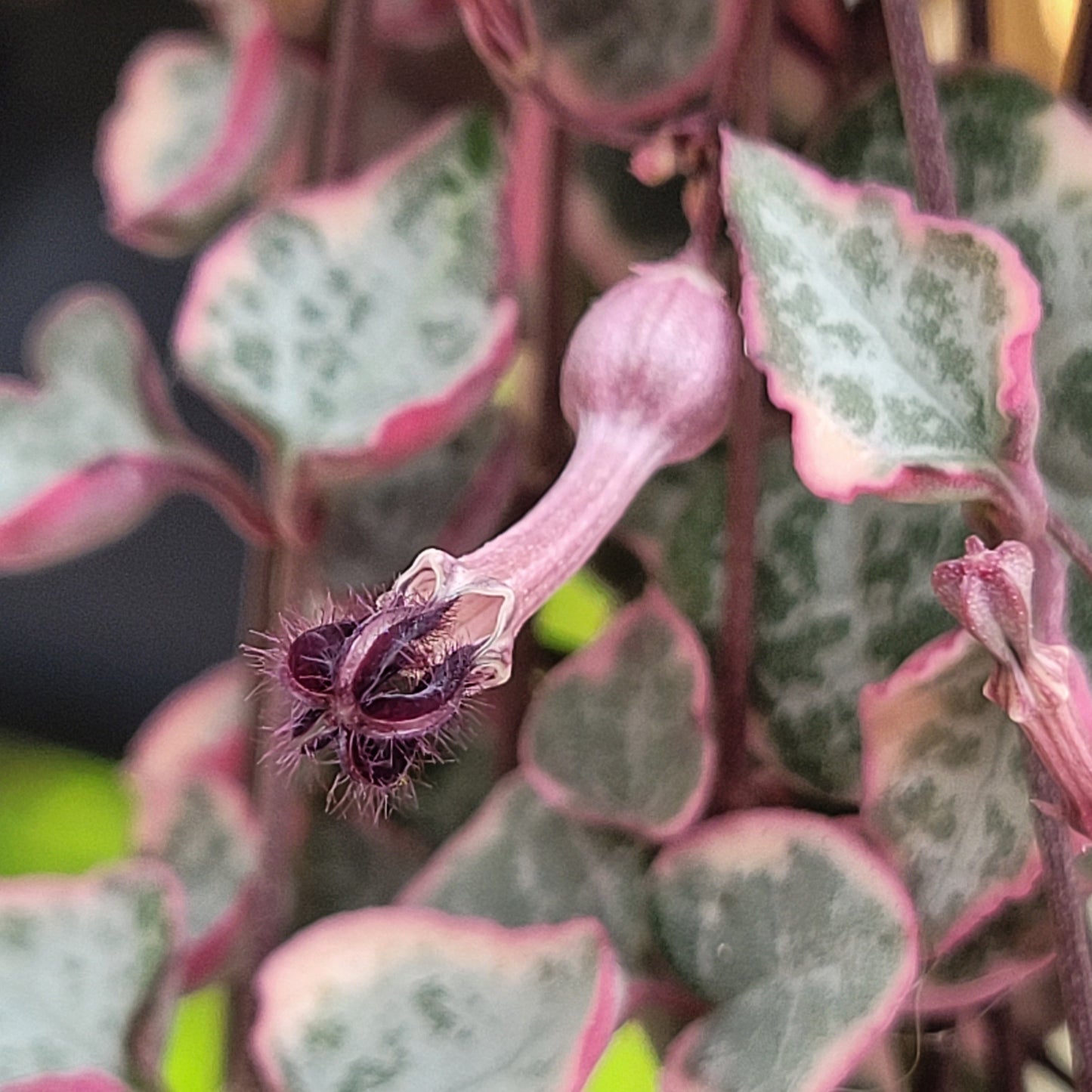 Ceriopegia linearis ‘Woodii’ (Variegated String of Hearts)