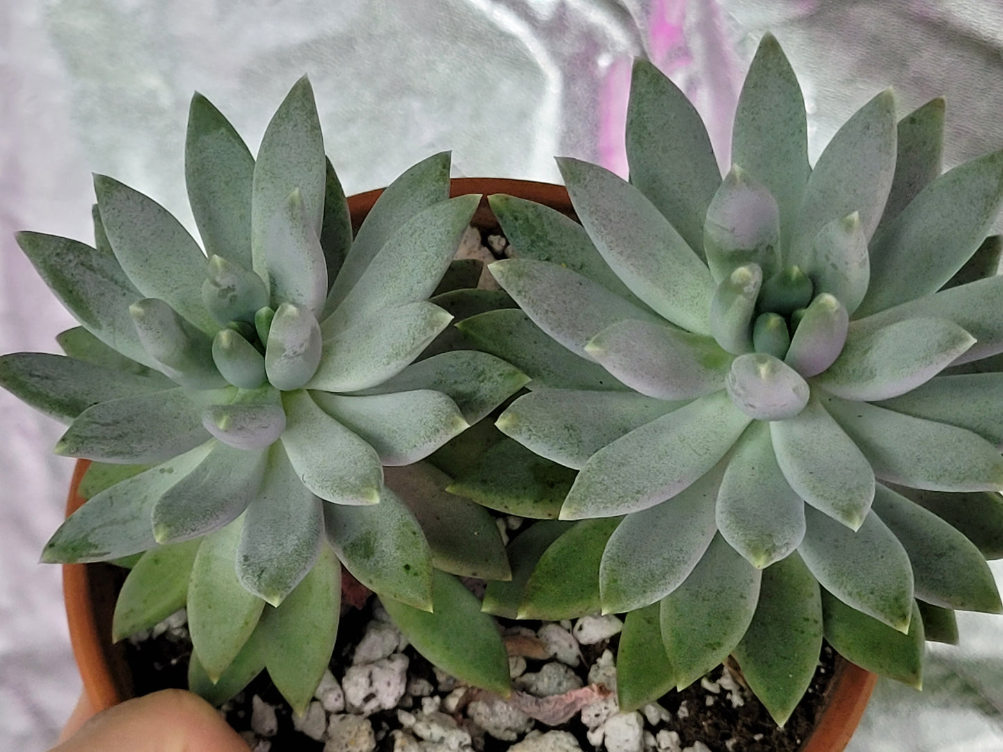 Pachyphytum ‘Moon Silver’