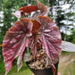 Angel Wing Begonia ‘Miss Mummy’