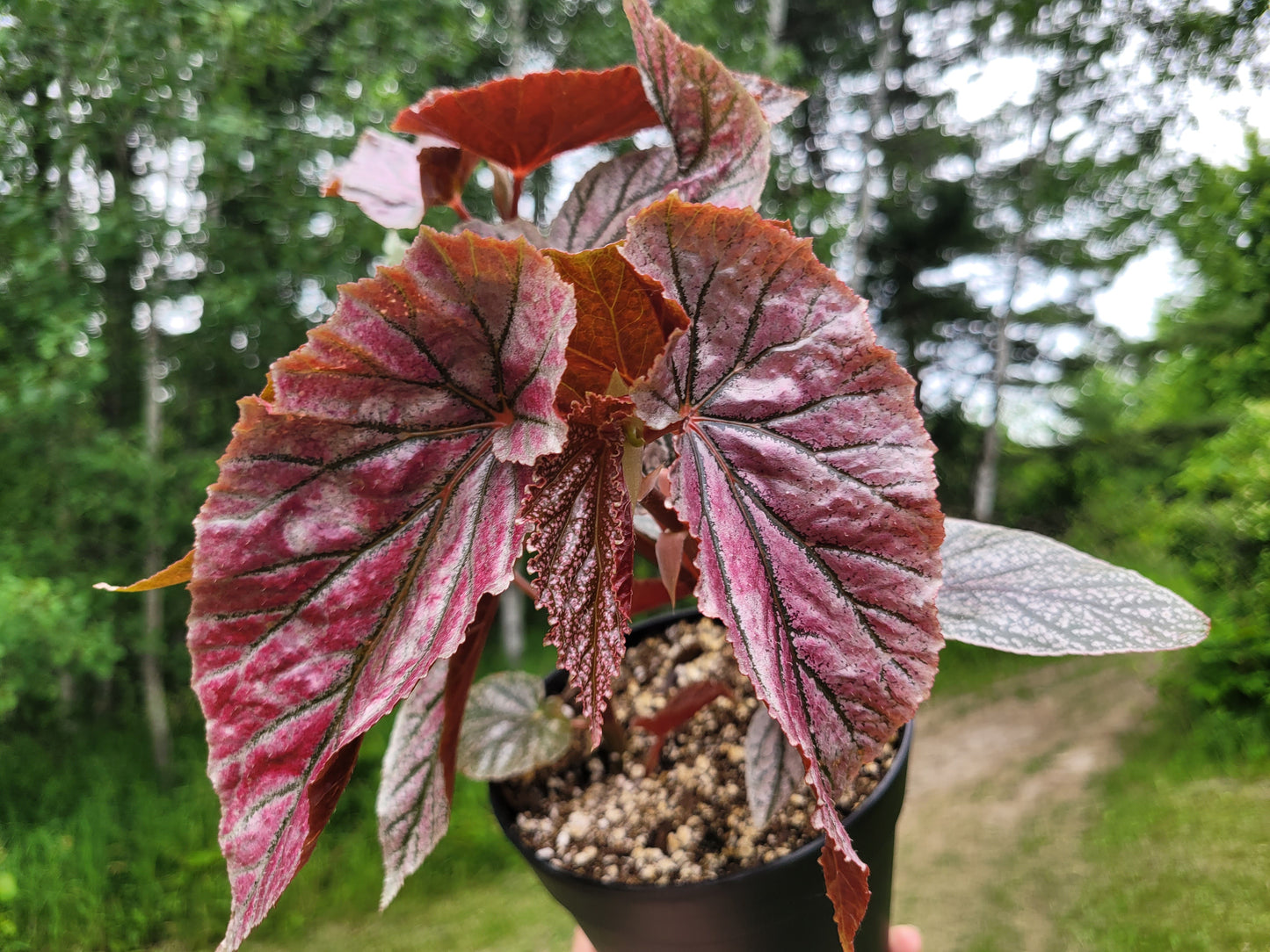 Angel Wing Begonia ‘Miss Mummy’