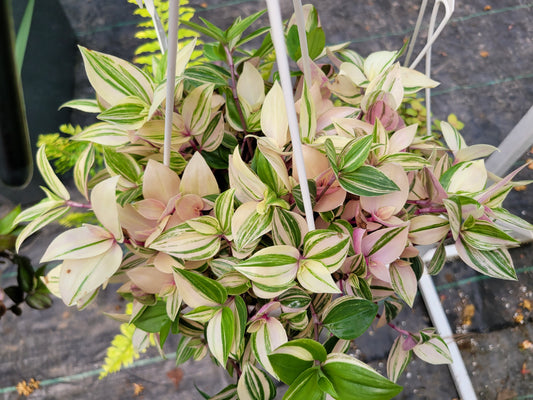 Tradescantia Mundula ‘Lisa’ (Rainbow/Tricolor)