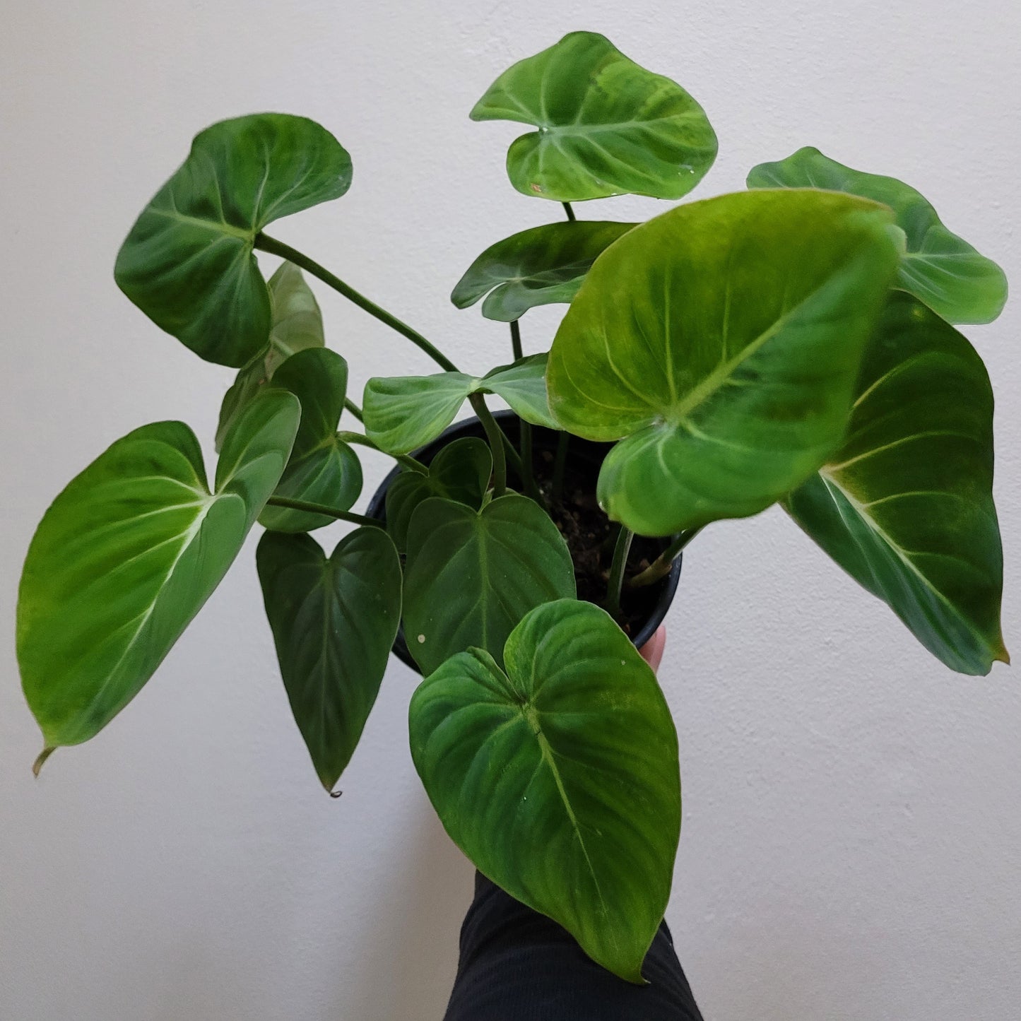 Philodendron ‘Gloriosum’