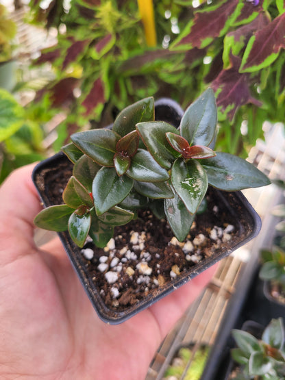 Nemantanthus Gregarius ‘Black Gold’ (Goldfish plant)