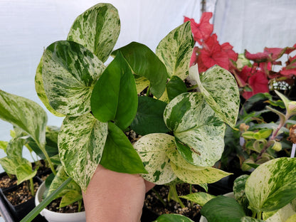 Epipremnum aureum ‘Marble Queen’ Pothos