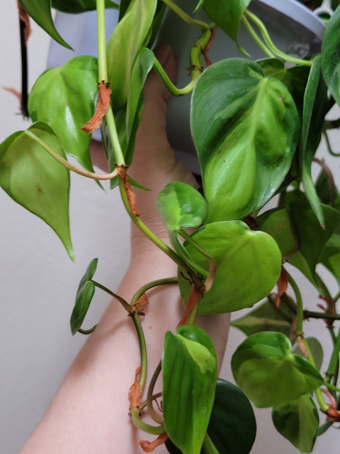 Philodendron Hederaceum “Brasil”