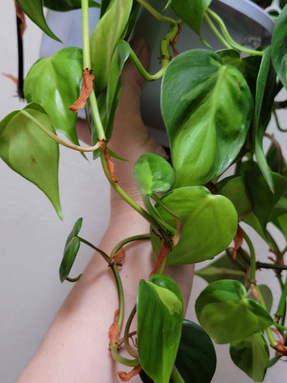 Philodendron Hederaceum “Brasil”
