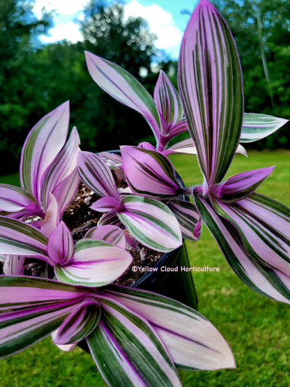 Tradescantia Cerinthoides ‘Pink Furry’