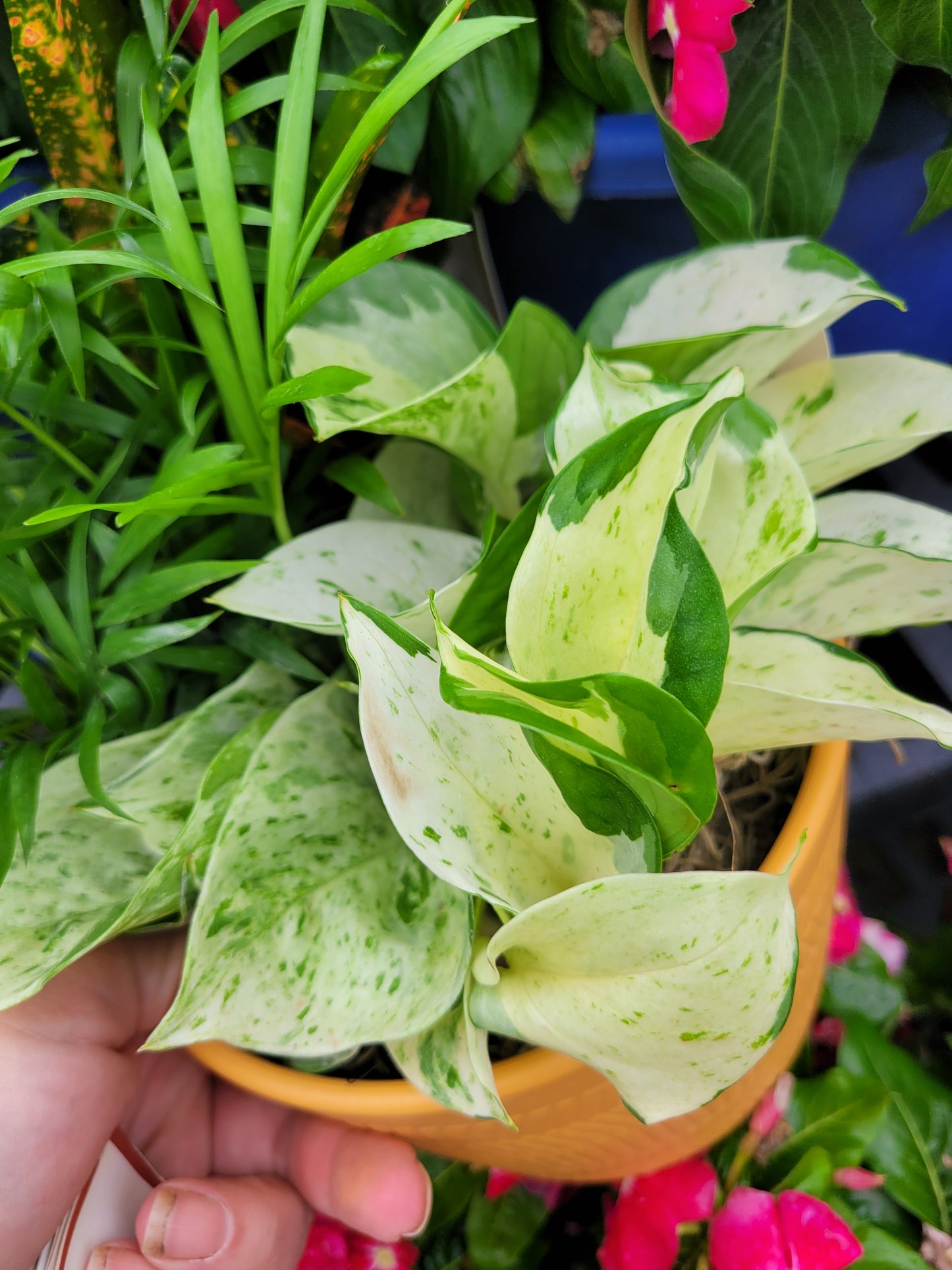 Epipremnum Aureum ‘Manjula’ Pothos