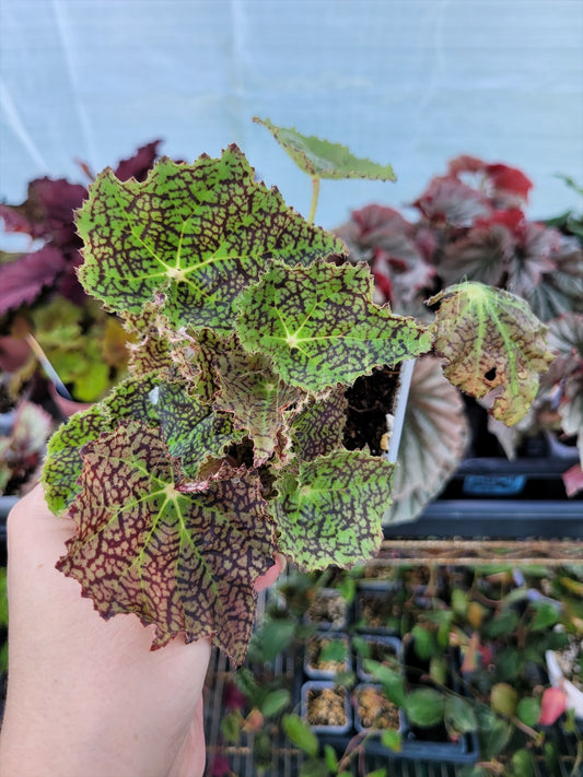 Rex Begonia ‘Harmony’s Ray Glo’