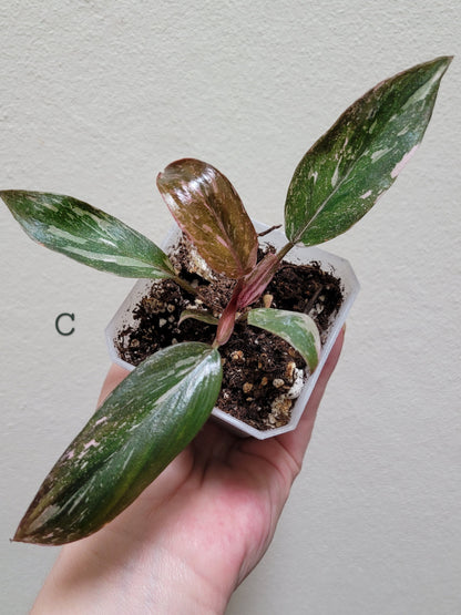 Philodendron Erubescens ‘Pink Princess’ “Marble”