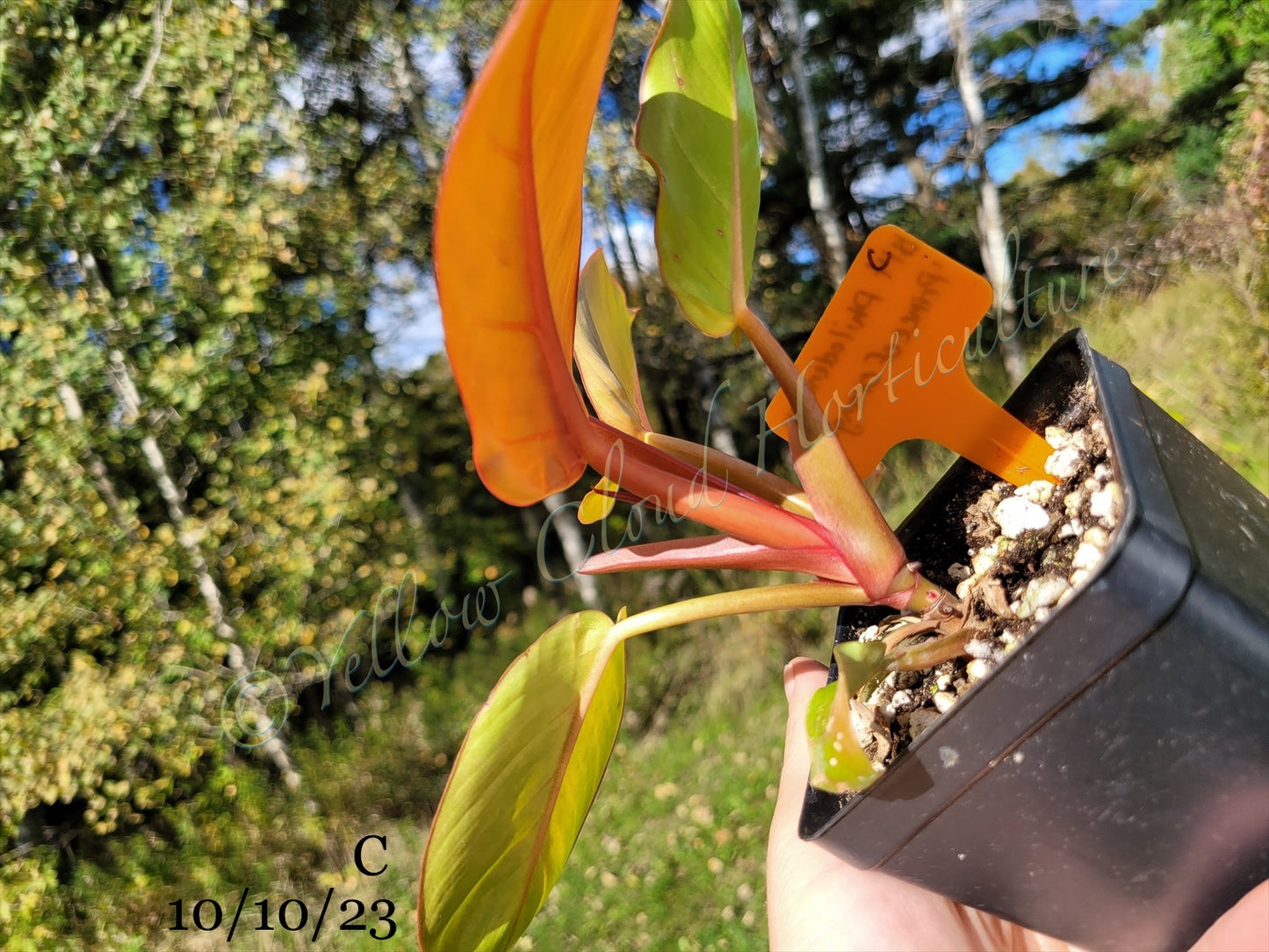 Philodendron Erubescens Prince of Orange