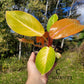 Philodendron Erubescens Prince of Orange