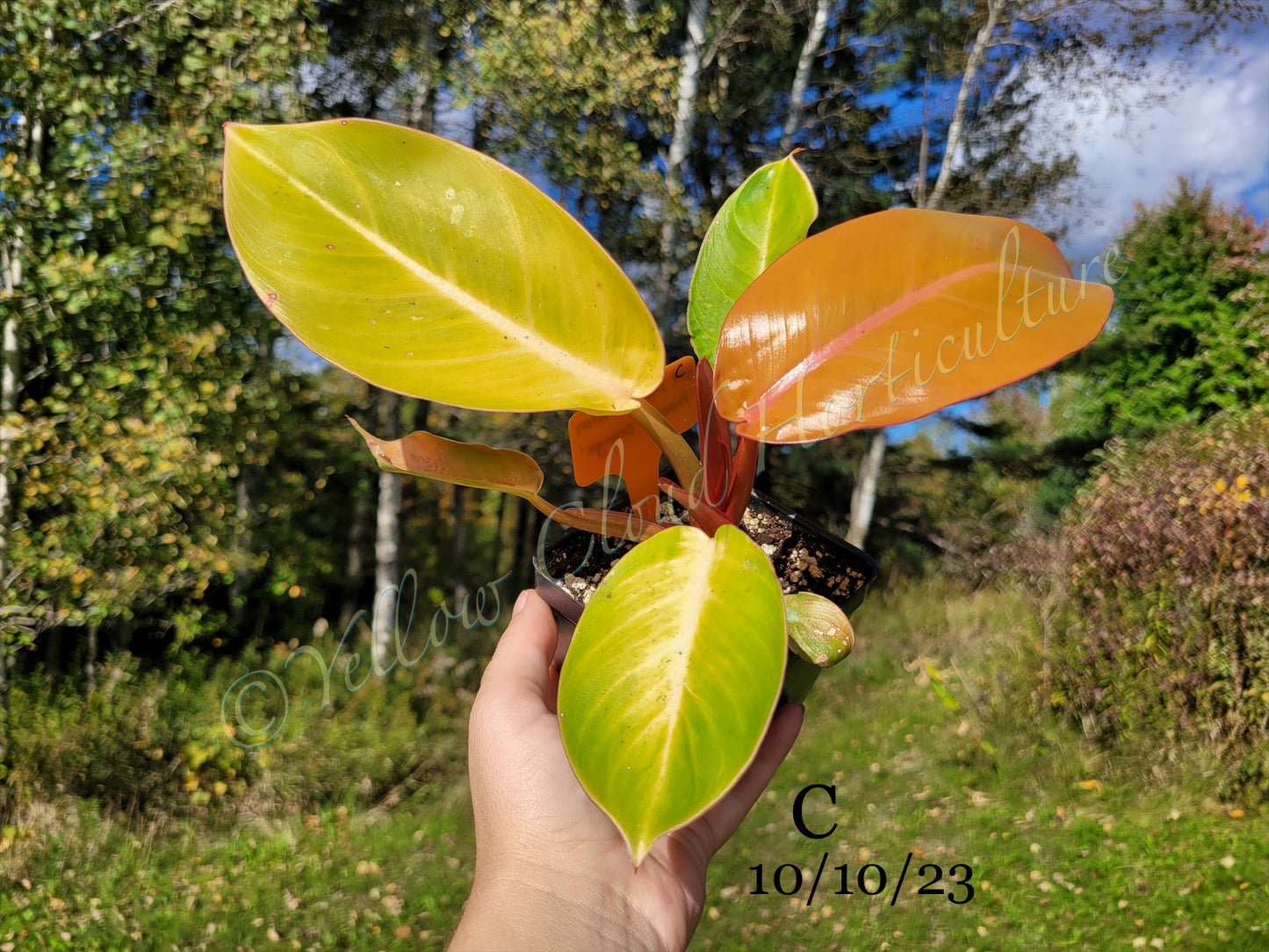 Philodendron Erubescens Prince of Orange