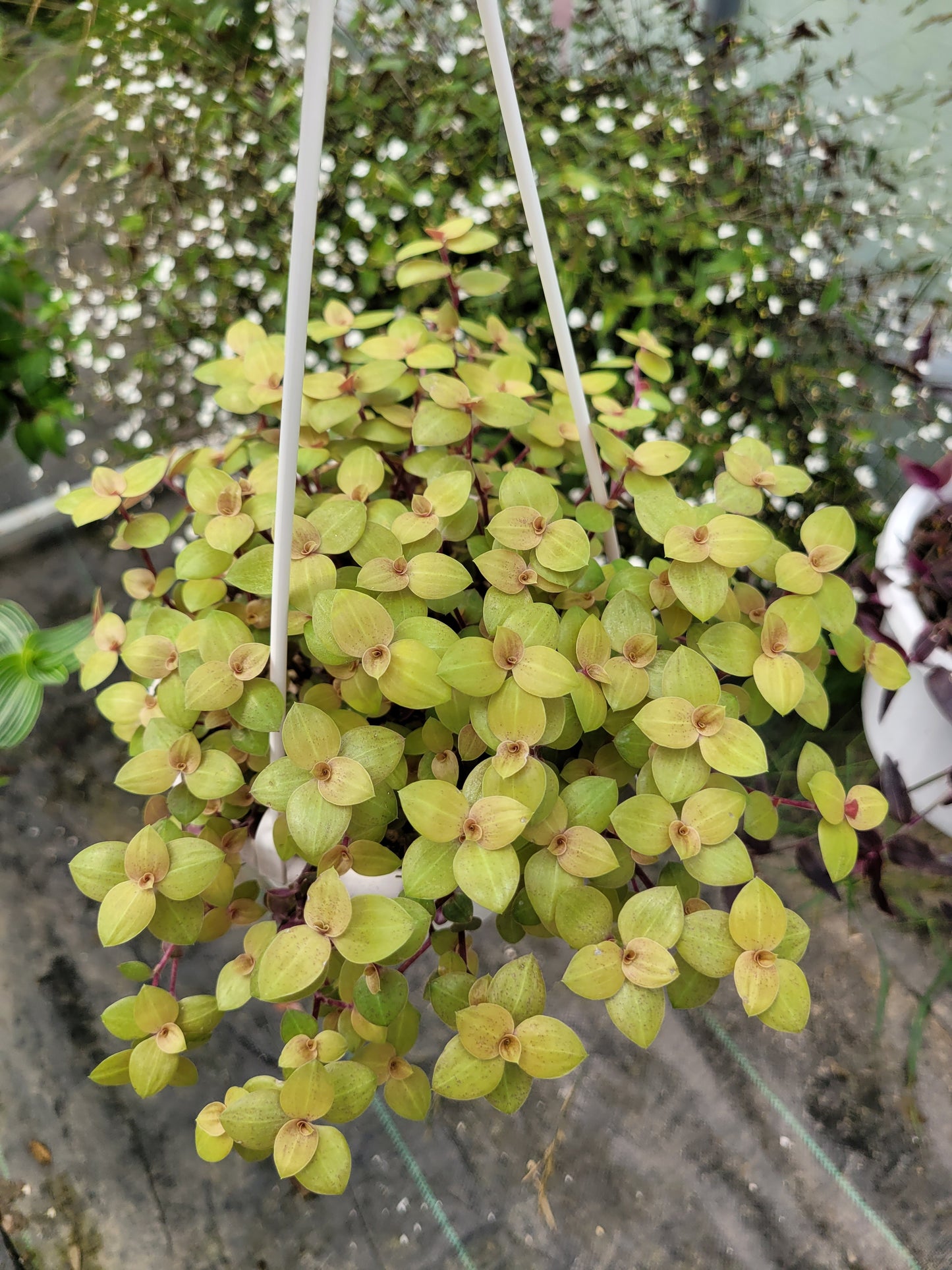 Callisia Repens ‘Gold’