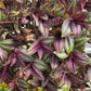 Tradescantia Zebrina ‘Evanesce’