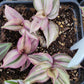 Tradescantia Zebrina ‘HappiLee’ (“Danny Lee”)