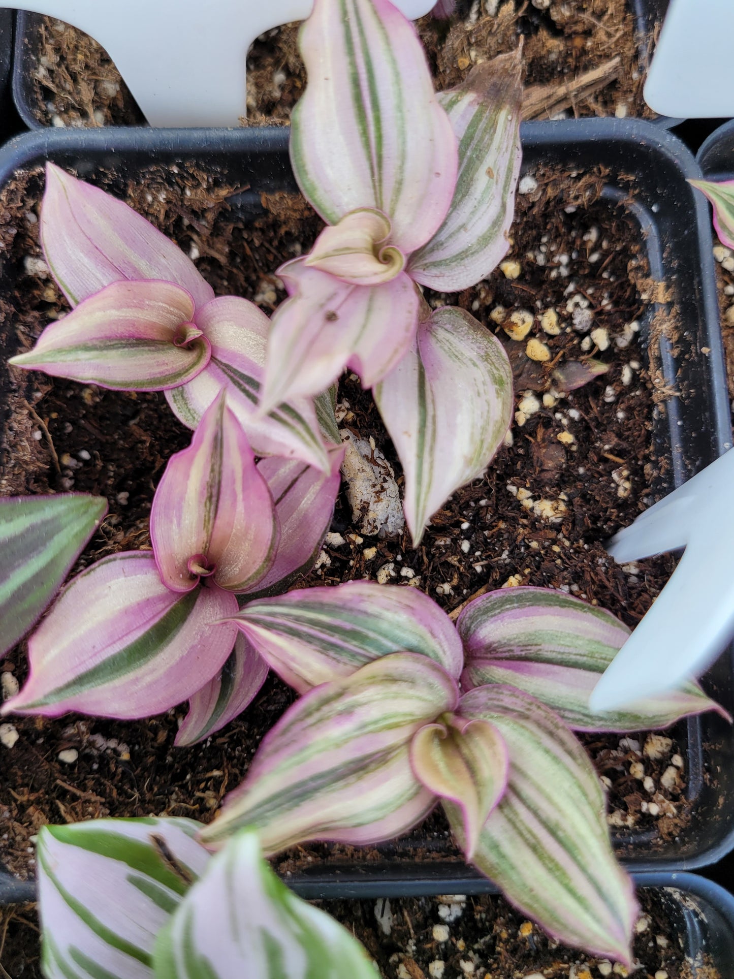 Tradescantia Zebrina ‘HappiLee’ (“Danny Lee”)