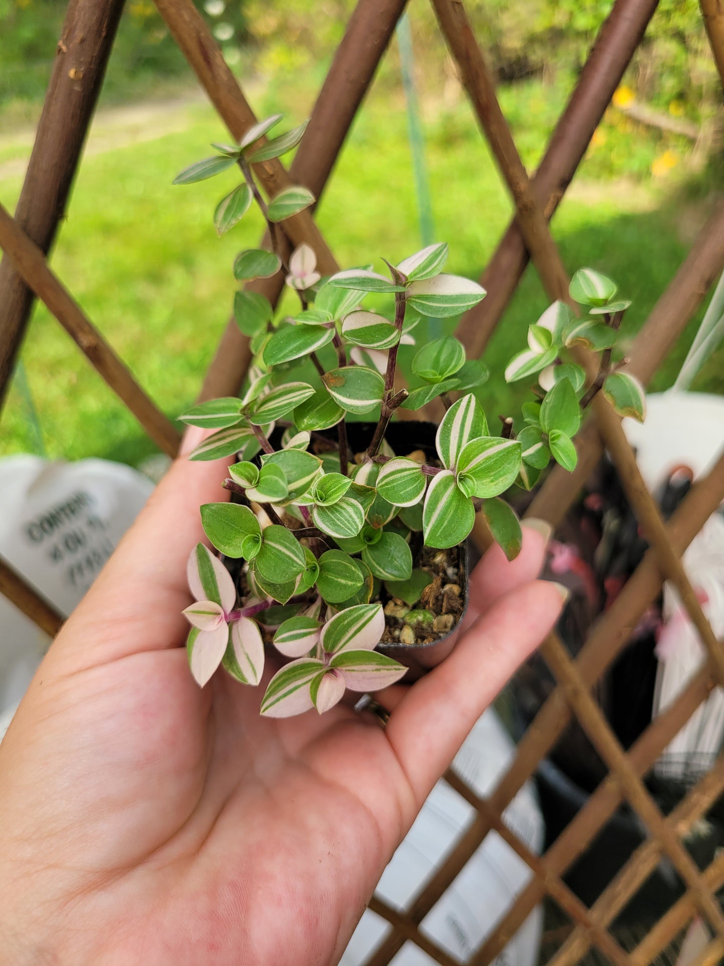 Callisia Repens ‘Bianca’