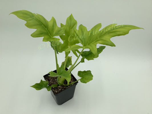 Philodendron Warscewiczii 'Aurea'