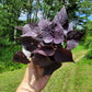 Ipomoea Batatas ‘FloraMia Cameo’