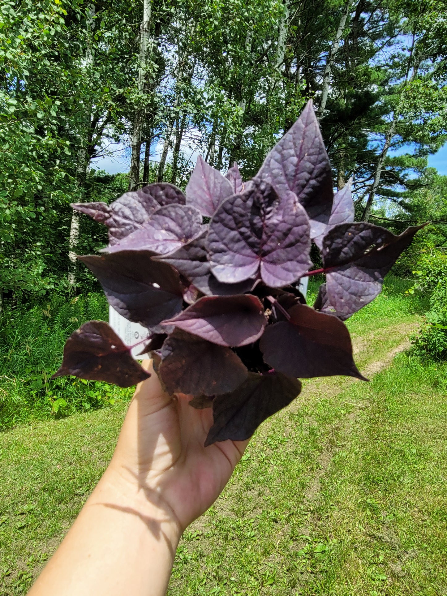 Ipomoea Batatas ‘FloraMia Cameo’