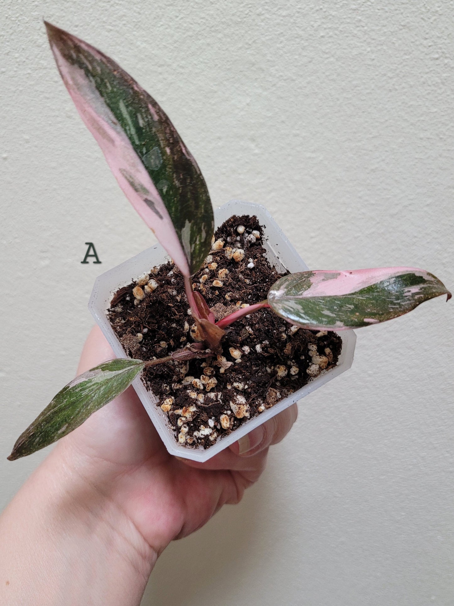 Philodendron Erubescens ‘Pink Princess’ “Marble”