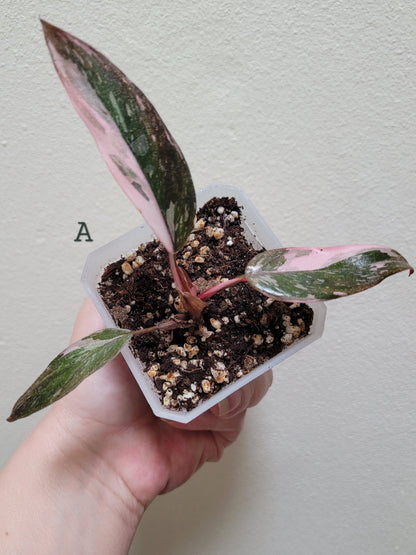Philodendron Erubescens ‘Pink Princess’ “Marble”