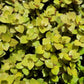 CALLISIA REPENS BUNDLES