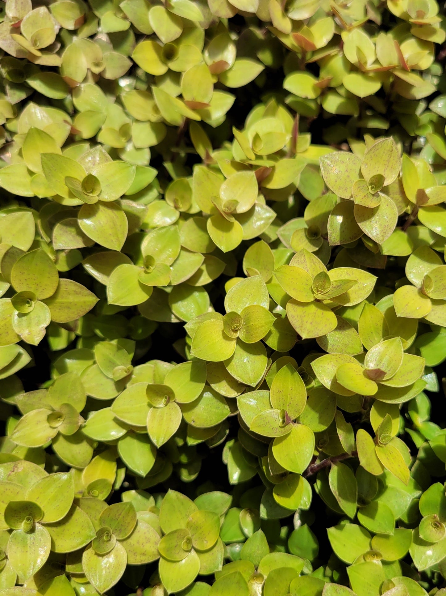 CALLISIA REPENS BUNDLES