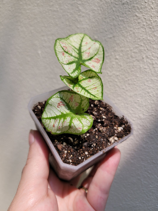 Caladium ‘Bicolor Snow’