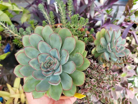 Echeveria Pulidonis