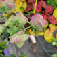 Origanum rotundifolium x scabrum ‘Kent Beauty’ (Ornamental Oregano)