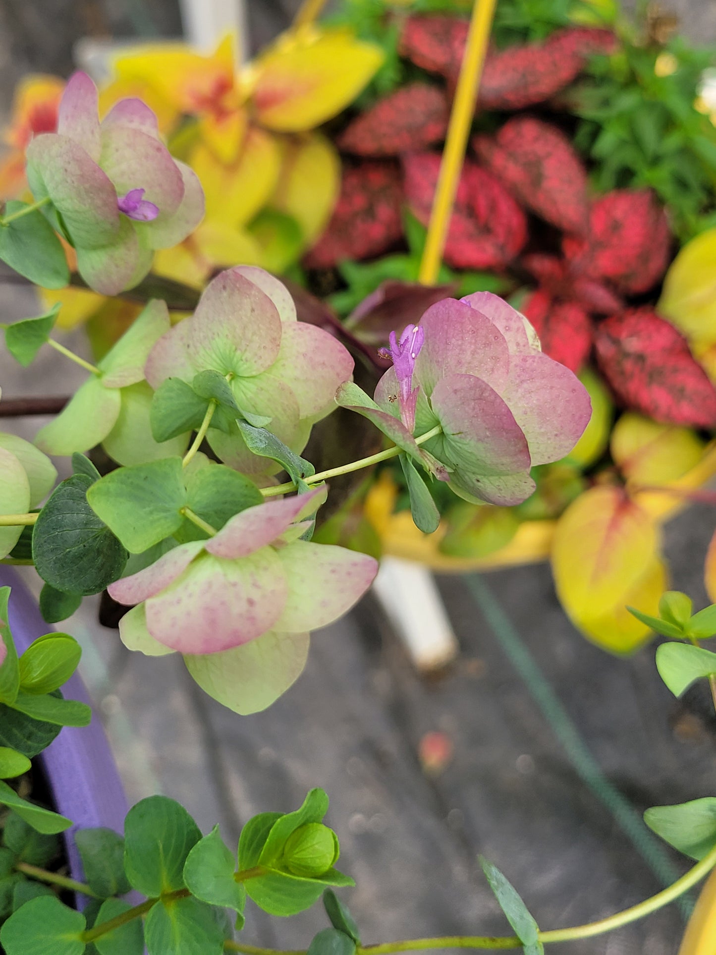 Origanum rotundifolium x scabrum ‘Kent Beauty’ (Ornamental Oregano)