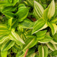 Tradescantia Fluminensis ‘Yellow Hill’