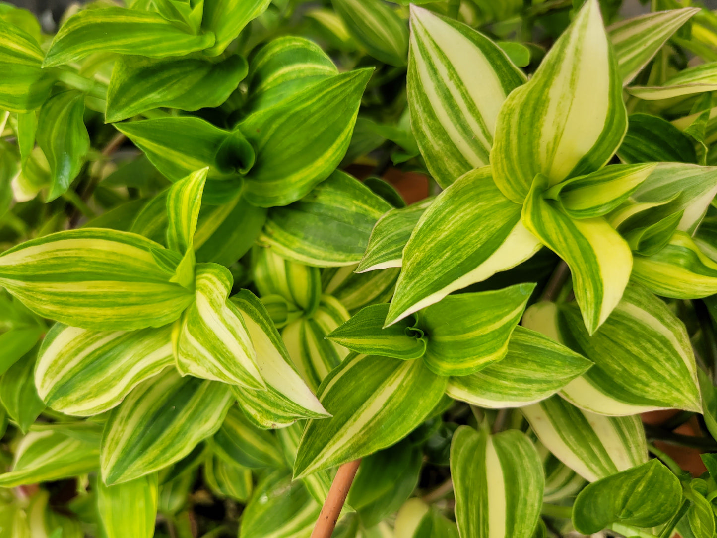 Tradescantia Fluminensis ‘Yellow Hill’