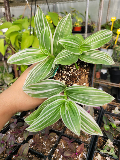 Tradescantia Continental ‘TPIWH01-0’ (“Pistachio White”)