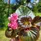 Begonia x semperflorens-cultorum ‘Double Lady Francis Pink’ (Wax Begonia)