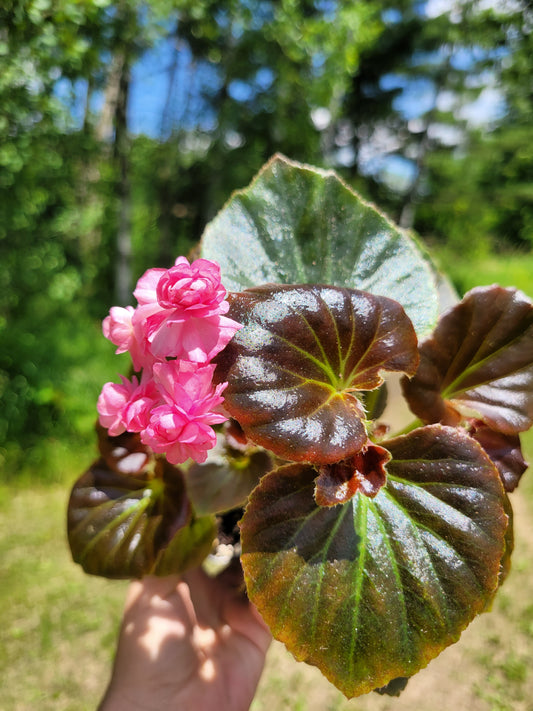 Begonia x semperflorens-cultorum ‘Double Lady Francis Pink’ (Wax Begonia)