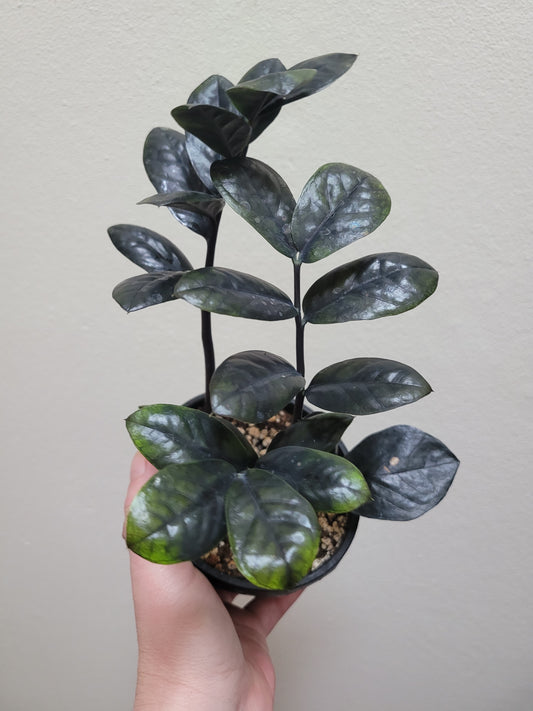 Zamioculcas zamiifolia ‘Raven’ ZZ