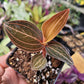 Jewel Orchid ‘Ludisia Discolor’