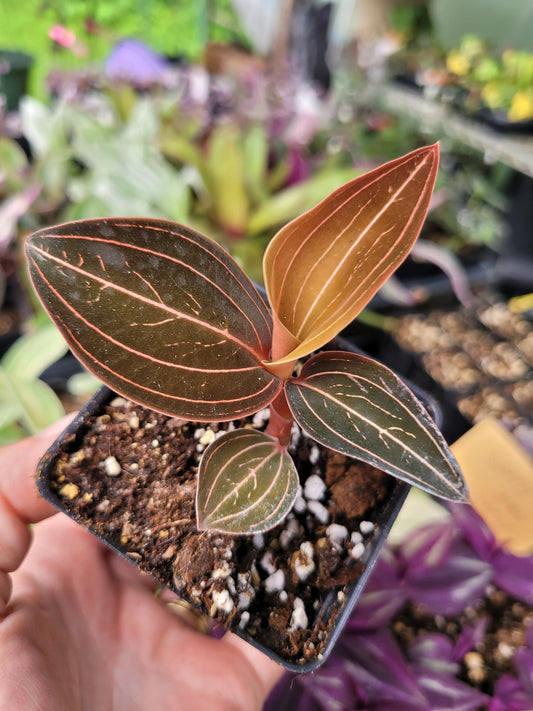 Jewel Orchid ‘Ludisia Discolor’